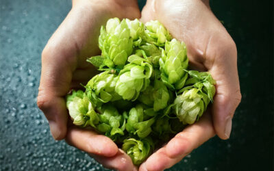 Chinook Hops