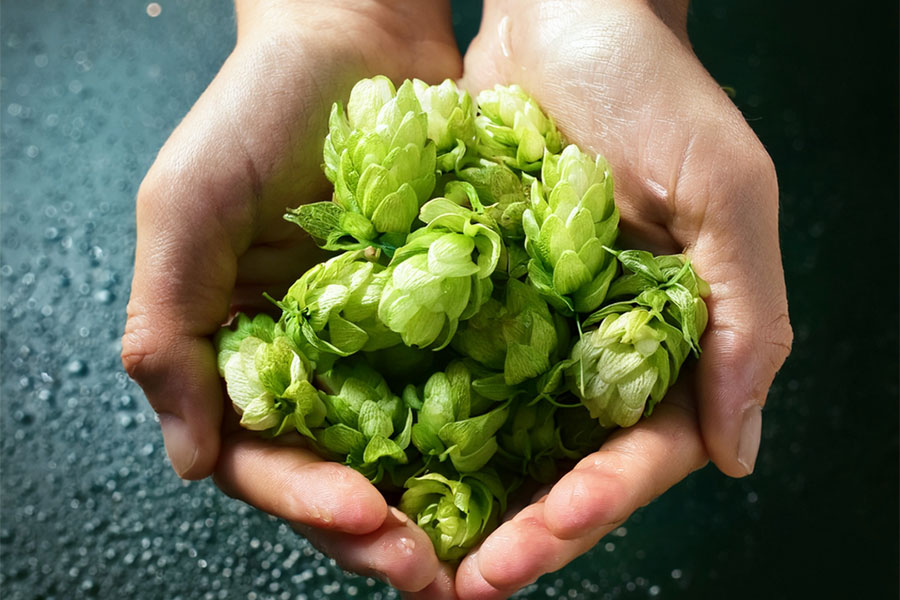 Chinook Hops